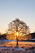 Alder tree in winter morning sun