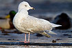 Iceland Gull (second winter plumage - third calenderyear)