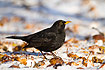 Blackbird feeding on old apples on a winter day