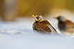 Fieldfares looking for apples on snowcovered ground