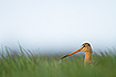 Black-tailed godwit in tall grass