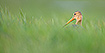 Black-tailed godwit in tall grass