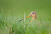 Black-tailed godwit partially hidden in tall grass