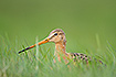 Black-tailed godwit in tall meadow grass