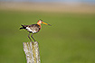 Black-tailed godwit on fence post