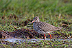 The wader Common Redshank