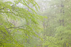 Misty beech forest in spring color