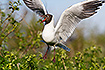 Black-headed Gull landing in breeding colony