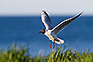Black-headed gull above its breeding colony. The ocean is seen behind.