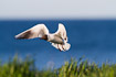 Black-headed gull in flight with the sea in the background