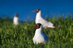 Black-headed gulls in breeding colony