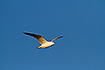 Common gull in evening ligth