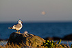 Common gull in evening light