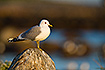 Common Gull - adult