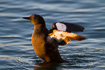 Black guillemot flapping its wings