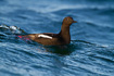 Black guillemot surfing on a small wave