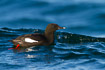 Black guillemot on a small wave with the bright red legs visible below the surface