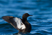 Black guillemot with lifted wings