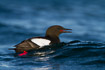 A black guillemot showing of its red legs and mouth.