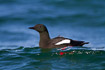 Black guillemot on a wave with its legs visible below the surface