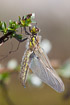 Newly emerged foru-spotted chaser