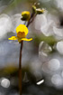 Photo ofGreater Bladderwort (Utricularia vulgaris). Photographer: 