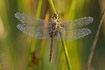 Female vagrant darter with morning dew