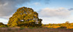Autumn heathland with majestic oaktree