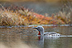 Red-throated diver on breeding lake