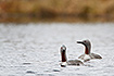 Red-throated divers on breeding lake