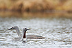 Red-throated divers on their breeding lake