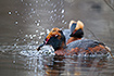 Slavonian grebe trying to shake a case bearing caddis larvae out of its case.
