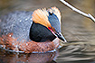 Portrait of a Slavonian Grebe (Horned Grebe)