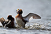 Territorial fighting amongst slavonian grebes