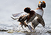 Slavonian Grebes (Horned Grebes) in territorial fight