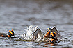 Fighting slavonian grebes