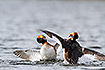Slavonian Grebes (Horned Grebes) in territorial fight