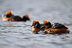 Two breeding pairs of slavonian grebes
