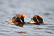 Slavonian grebes