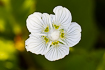 Flower of a Grass-of-Parnassus