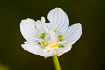 Flowering Grass-of-Parnassus