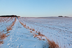 Small footpath between fields in winter
