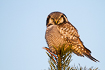 The charismatic hawk owl is a rare guest in Denmark