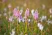 Species rich vegetation with flowering Heath Spotted-orchid