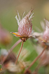 Mountain Avens after flowering