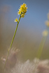 Photo ofAlpine Asphodel, German Asphodel  (Tofieldia calyculata). Photographer: 