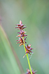 Foto af Stjerne-star (Carex echinata). Fotograf: 