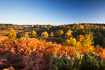 Heathland in autumn