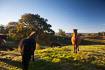 Grazing horses in heathland area