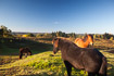 Grazing horses in heathland area.